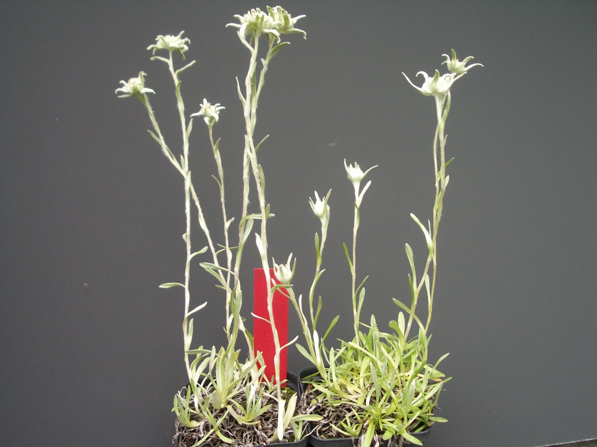 Leontopodium souliei