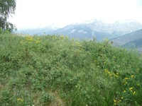 R. villosa Population R. villosa Population