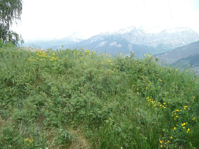 R. villosa Population