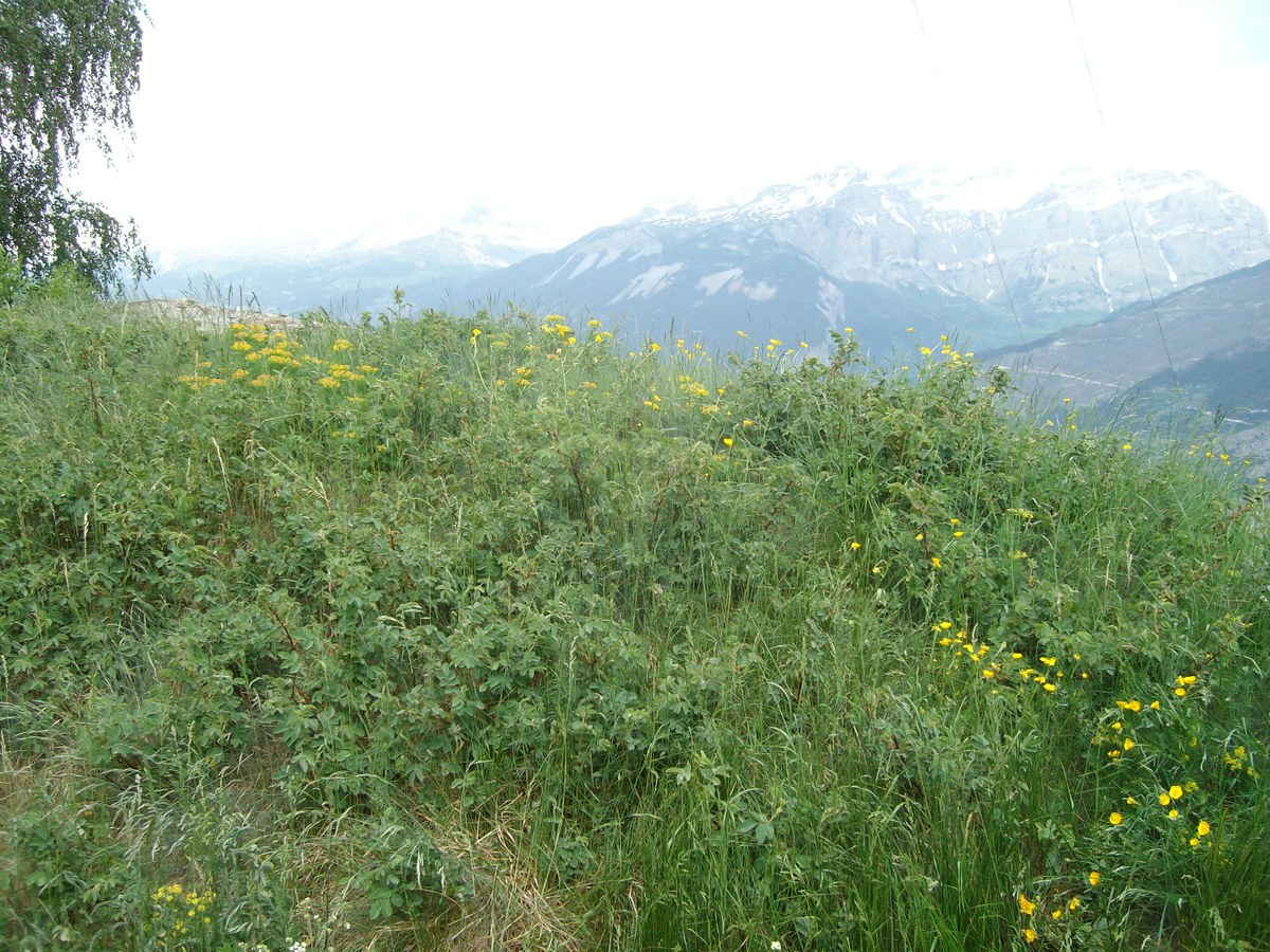 R. villosa Population