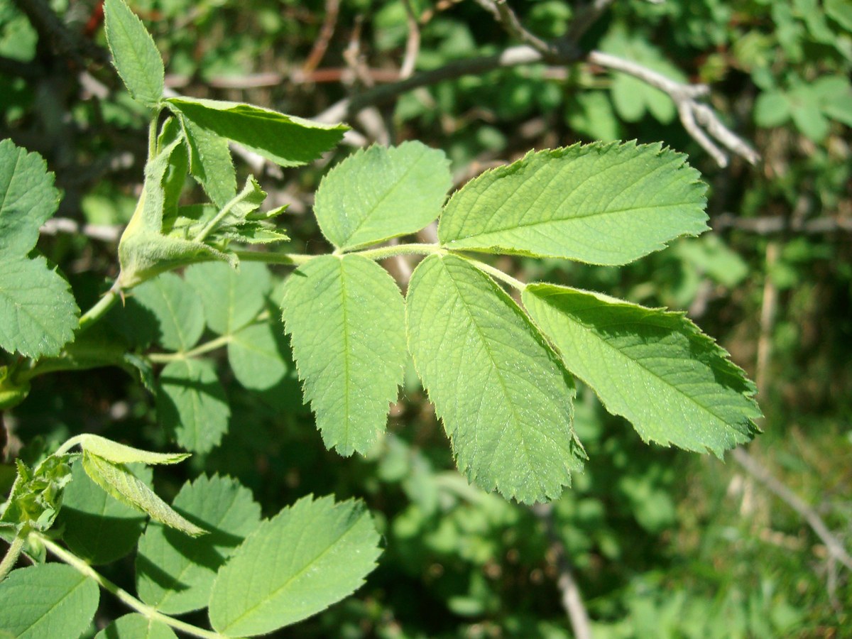 R. villosa Blatt