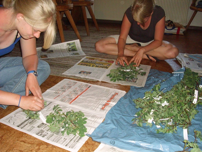 R. villosa Herbarisierungsarbeit