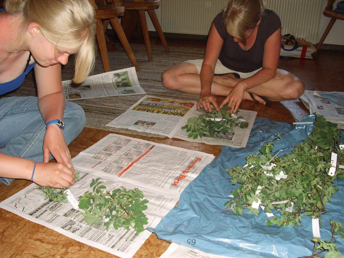 R. villosa Herbarisierungsarbeit