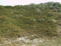 R. spinosissima Population R. spinosissima Population