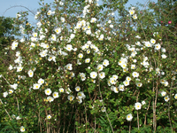 R. spinosissima Habitus R. spinosissima Habitus