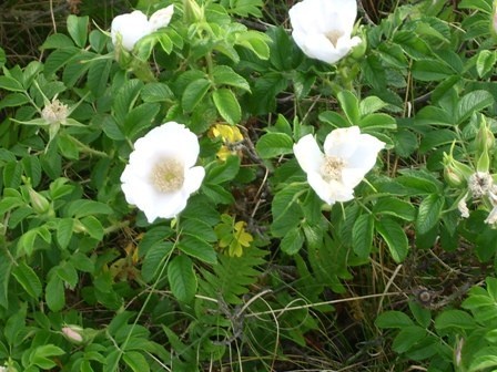 Salz R. rugosa