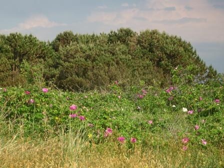 Salz R. rugosa auf Düne