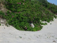 Salz R. rugosa auf Düne 2 Salz R. rugosa auf Düne 2