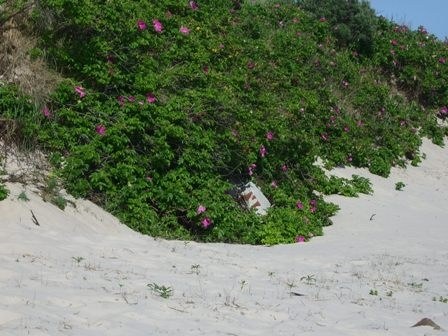 Salz R. rugosa auf Düne 2