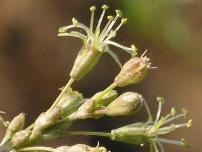 Silene otites