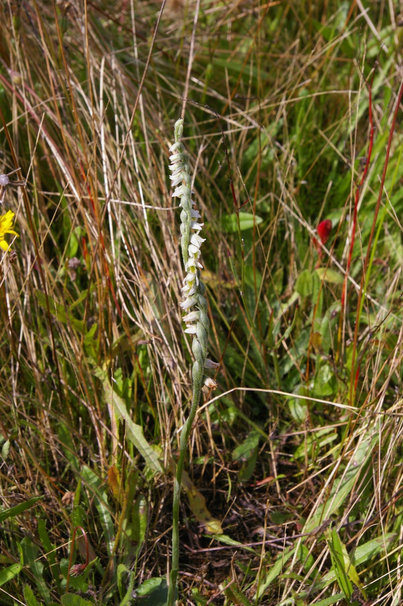 Spiranthes spirales