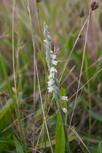 Spiranthes spirales II