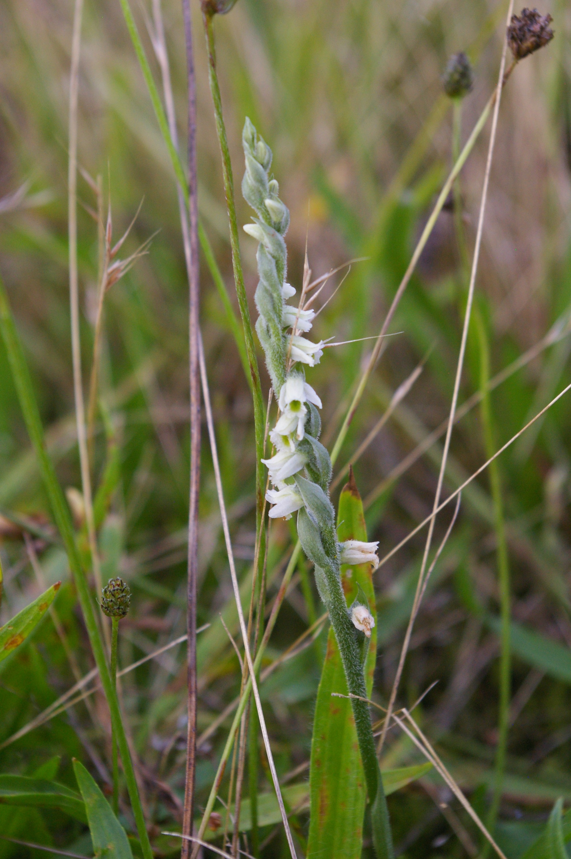 Spiranthes spirales II