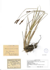 Carex Paniculata