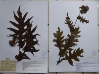 Cirsium alsophilum