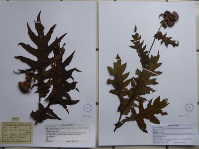 Cirsium alsophilum
