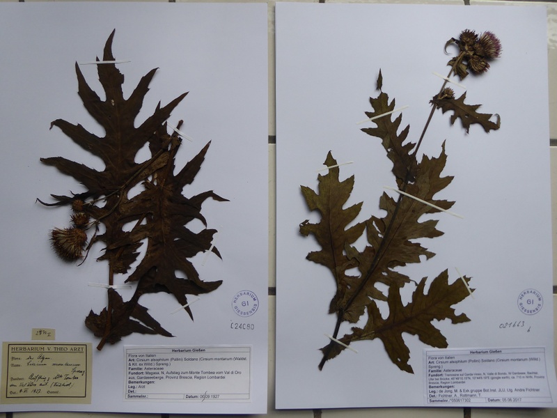 Cirsium alsophilum