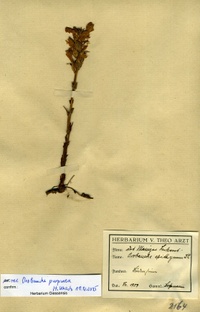Orobanche purpurea