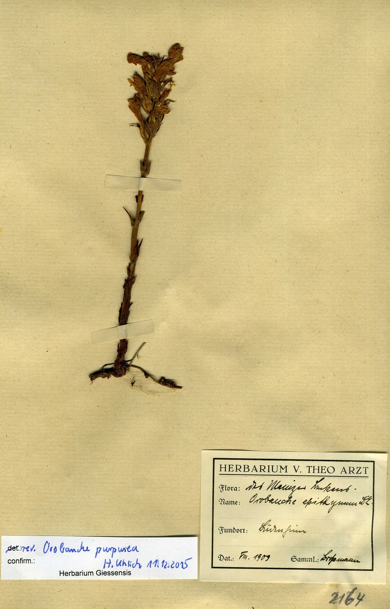 Orobanche purpurea