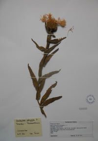 Perücken-Flockenblume