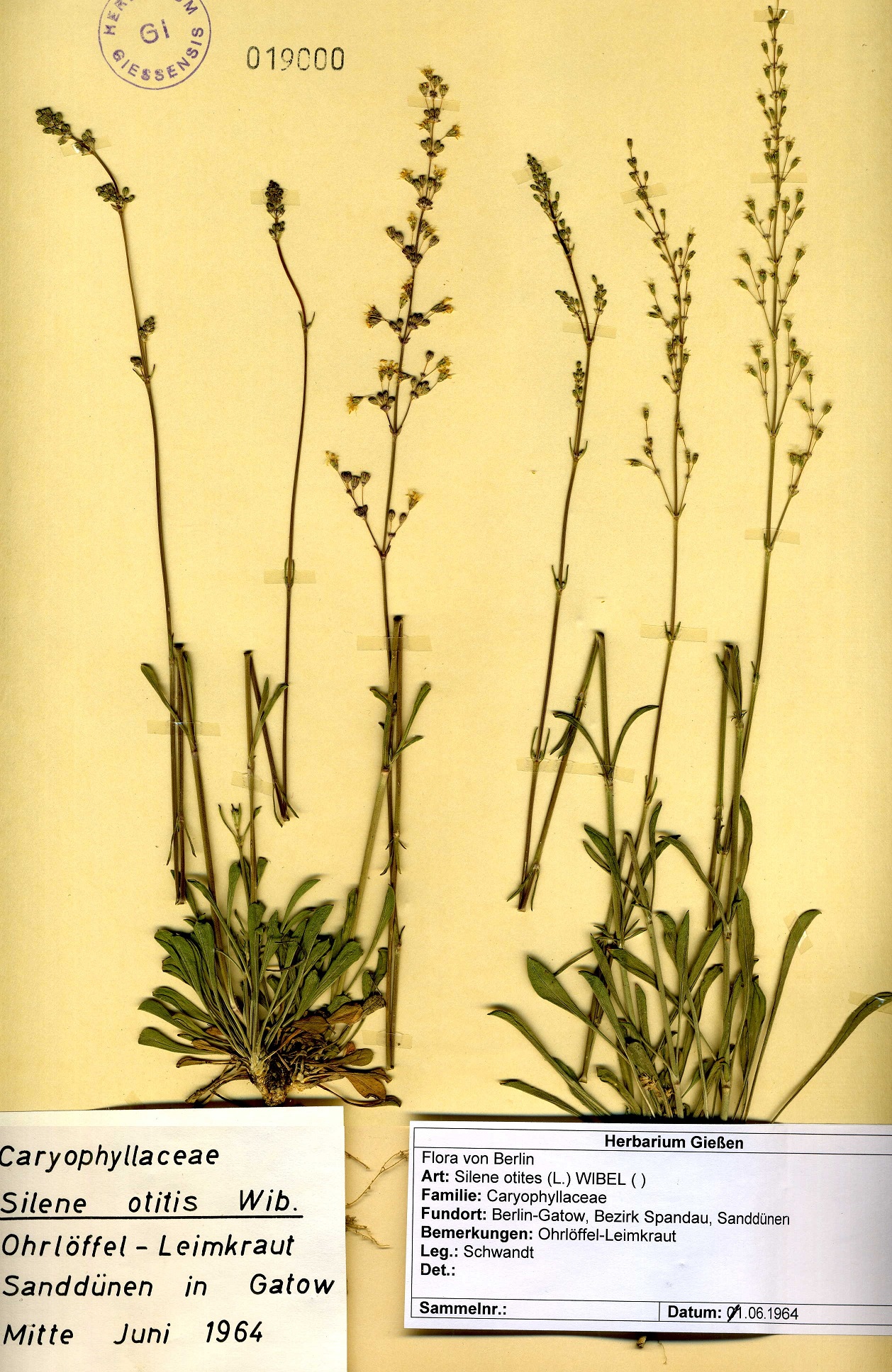 Silene Otitis
