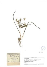 Gagea villosa
