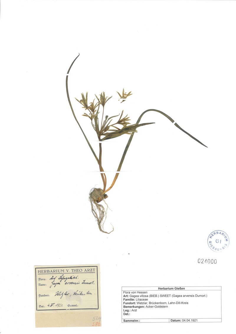 Gagea villosa