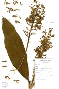 Alpinia galanga (L.) Willd.