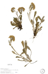 Senecio incanus L.