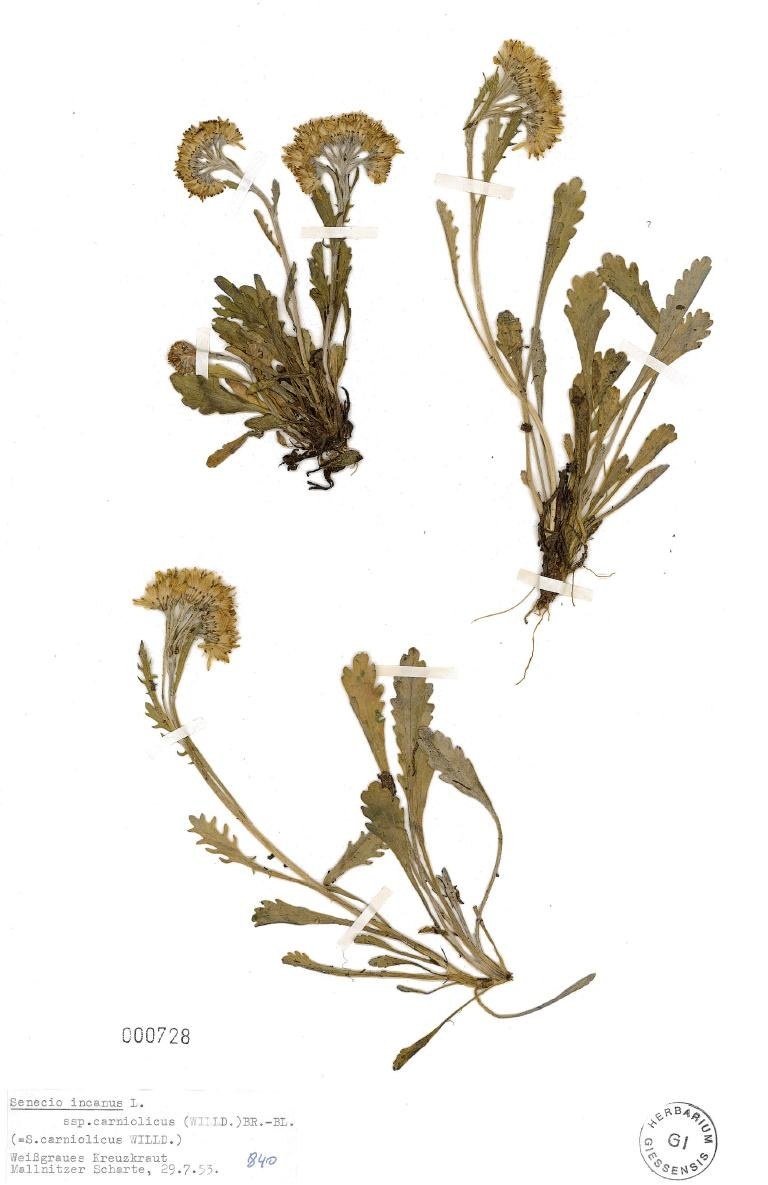 Senecio incanus L.
