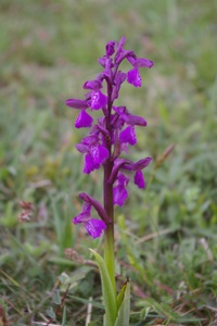 Orchidee.JPG