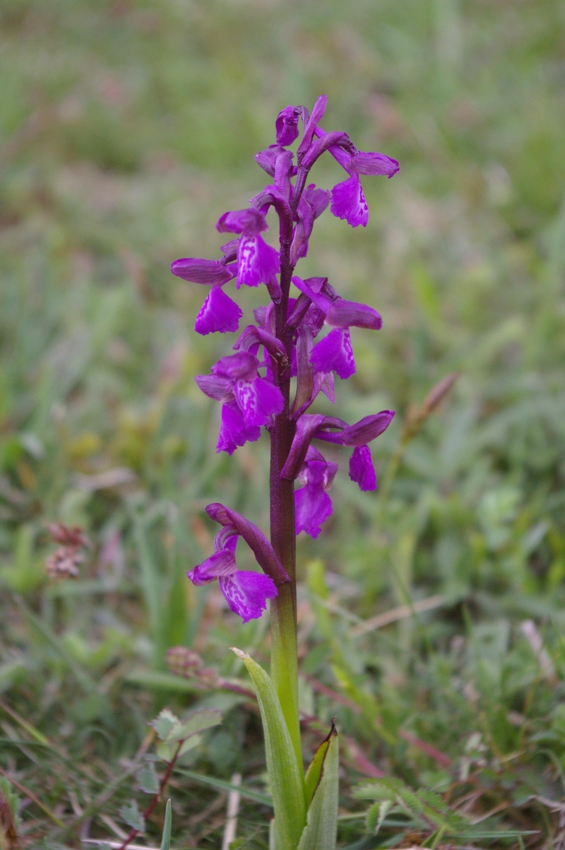 Orchidee.JPG