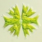 Phykologie Schnetter