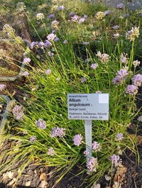 Allium angulosum I.jpg