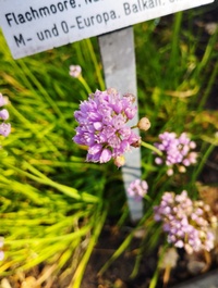Allium angulosum II.jpg