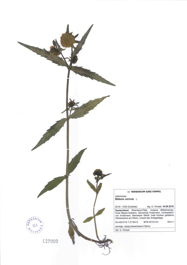 Bidens cernua, Beleg von Gabi Himpel.jpg