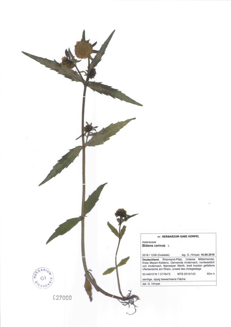 Bidens cernua, Beleg von Gabi Himpel.jpg