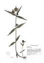 Bidens cernua, Beleg von Gabi Himpel.jpg