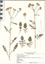 Senecio aquaticus, herbarium Gi, 21.08.1980 Ulrich Hartmann (1955 - 2018).jpg