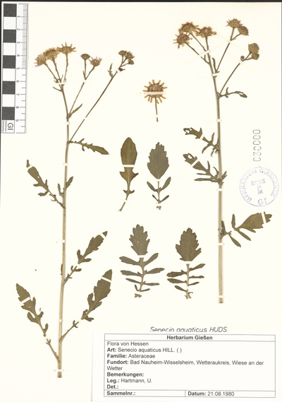 Senecio aquaticus, herbarium Gi, 21.08.1980 Ulrich Hartmann (1955 - 2018).jpg