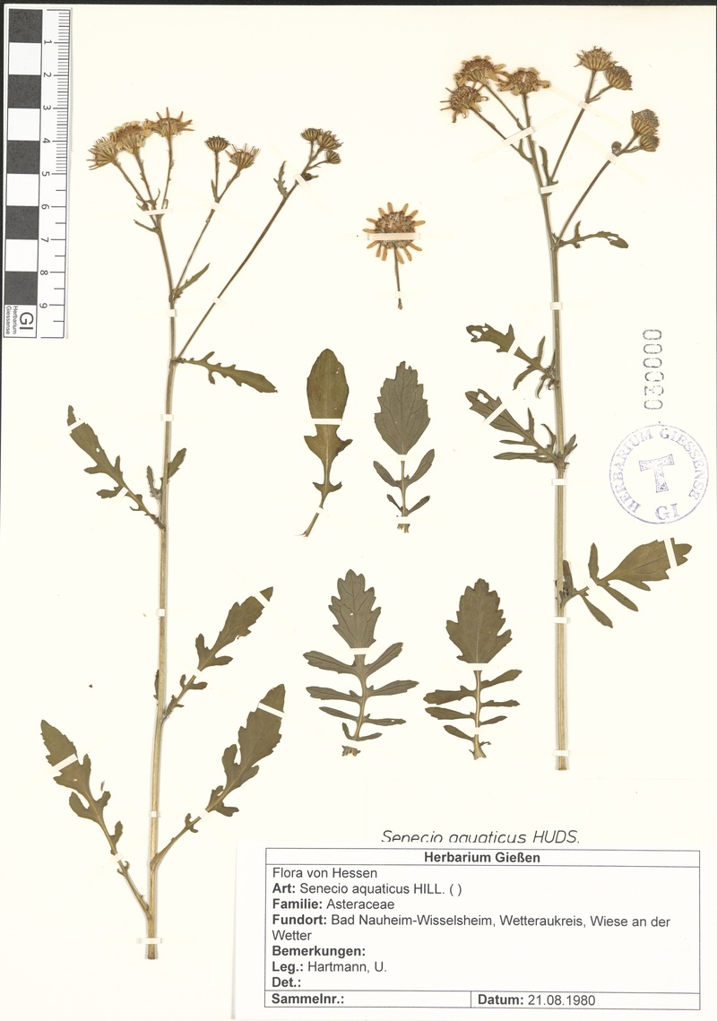 Senecio aquaticus, herbarium Gi, 21.08.1980 Ulrich Hartmann (1955 - 2018).jpg