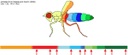 Drosophila CTCF Bild