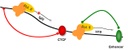 role_multi_cinc_finger_proteins.jpg