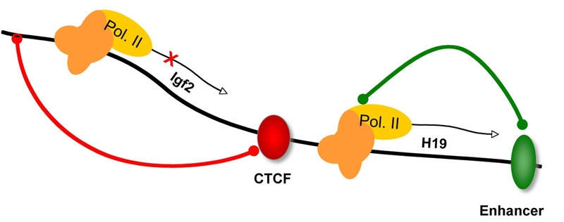 Role of multi zinc finger proteins Bild