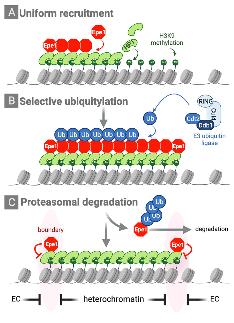 Chromatin Sculpting