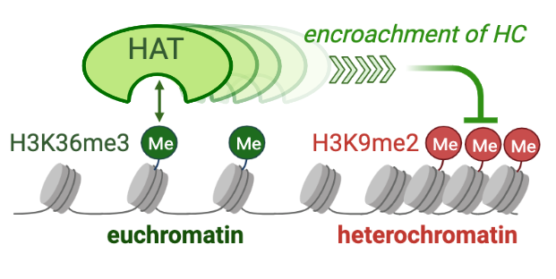 Mst2 Chromatin Anchoring