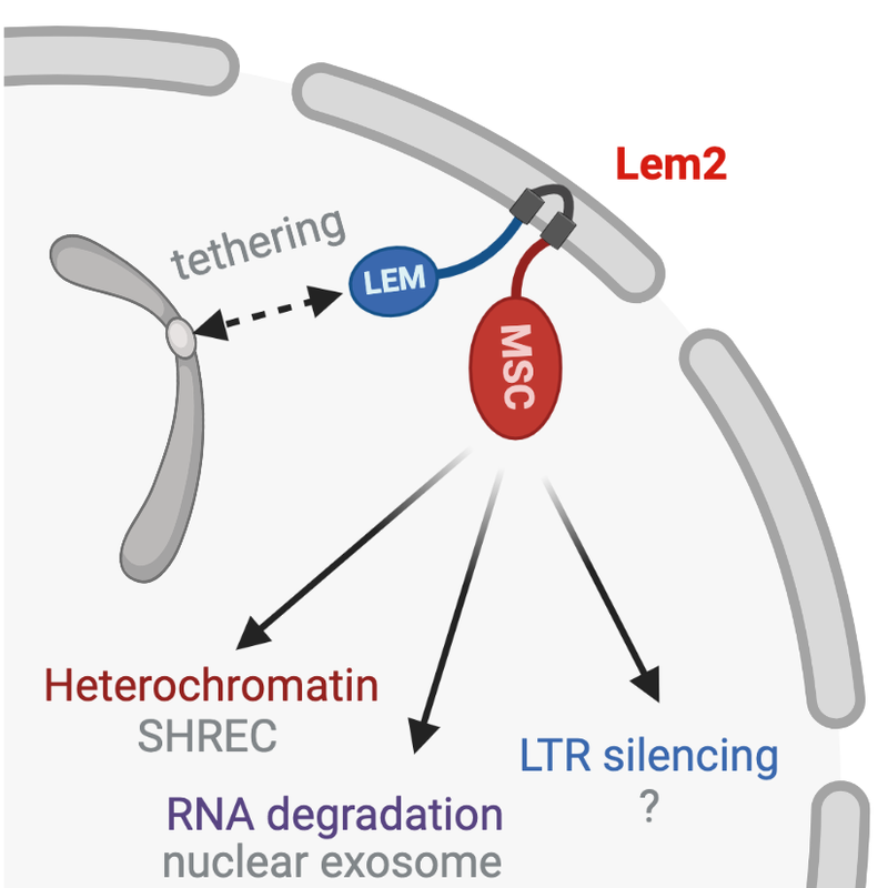 Nuclear Membrane Lem2