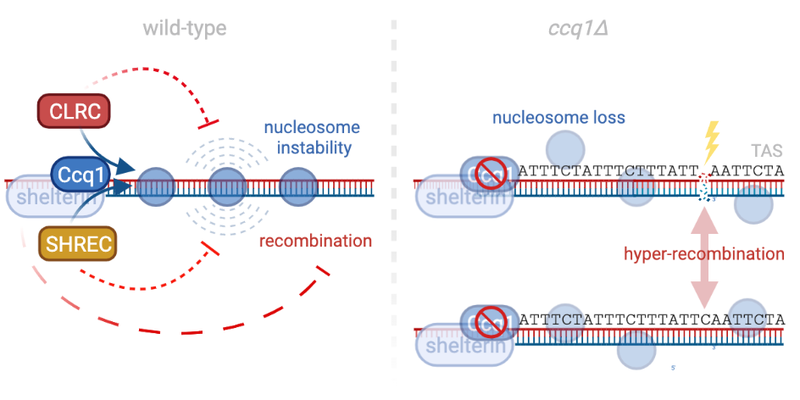 TAS nucleosome & genome stability