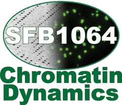 Logo Chromatin Dynamics