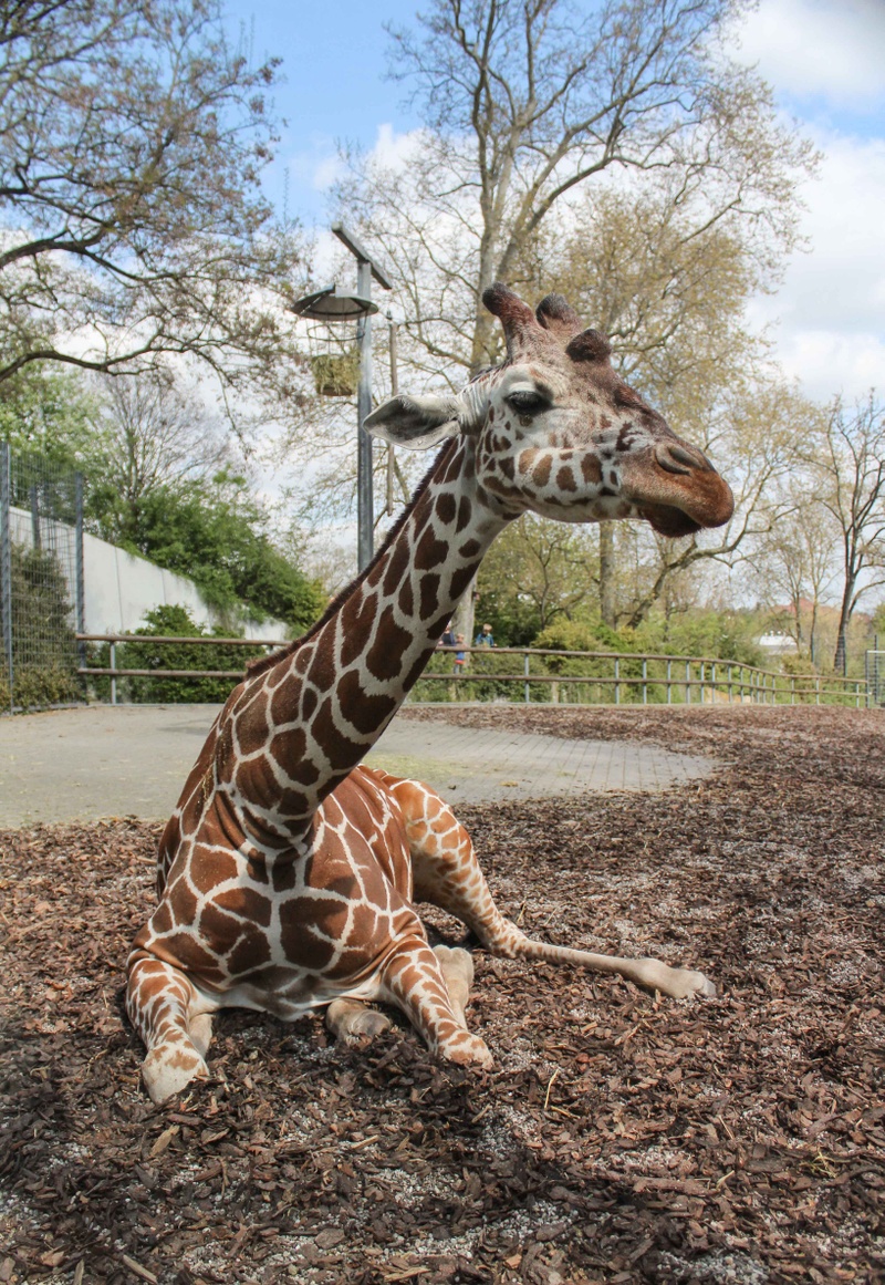 Giraffe